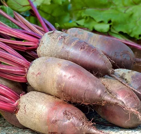 Biopon - nasiona burak ćwikłowy typ opolski 15g
