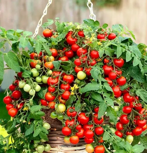 Biopon - nasiona pomidor cherry 0,1g