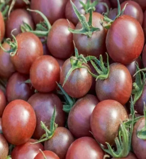 Pomidor Black Cherry 0,3g - TORAF