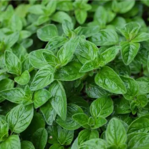 Toraf - nasiona oregano (lebiodka pospolita) - 0,5g
