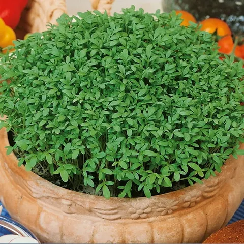 Toraf - nasiona rzeżucha ogrodowa - 10g