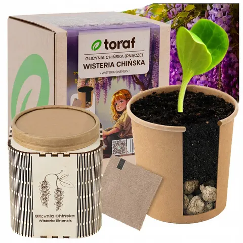 Toraf - zestaw do uprawy wisteria chińska - 1szt