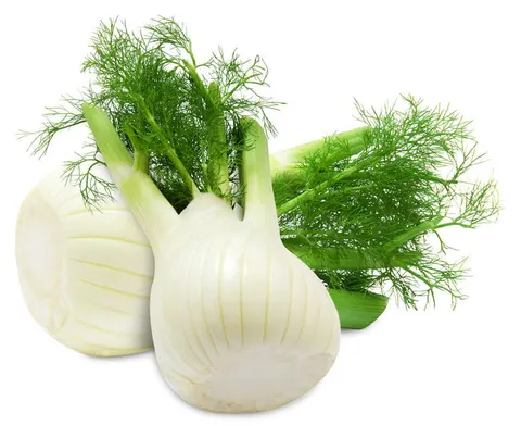 KOPER WŁOSKI ŚWIEŻY (FENKUŁ) BIO (około 0,45 kg)