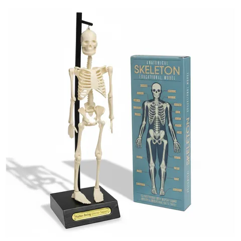 Rex London anatomiczny model szkieletu
