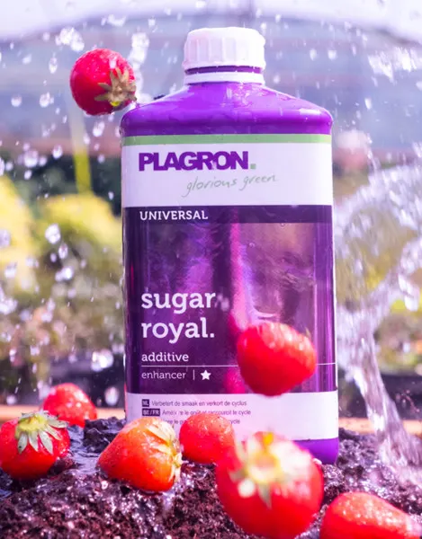 SUGAR ROYAL 250ml/0,25L, POPRAWIA SMAK I SKARACA OKRES UPRAWY, PLAGRON