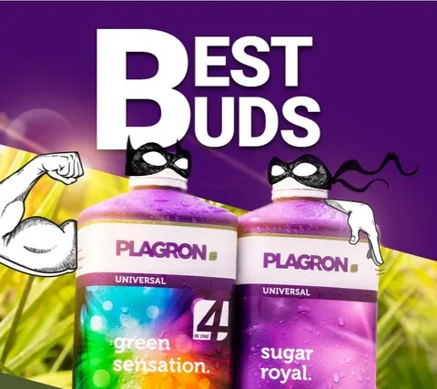 SUGAR ROYAL 500ml/0,5L, POPRAWIA SMAK I SKARACA OKRES UPRAWY, PLAGRON