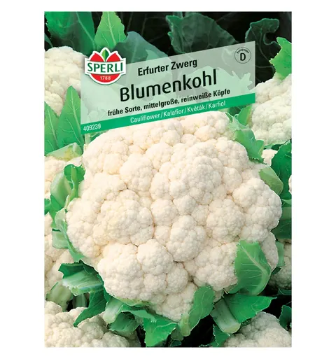 Kalafior 'Bola de Neve (Erfurter Zwerg)' Nasiona PREMIUM Sperli