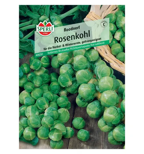 Brukselka 'Roodnerf' Nasiona PREMIUM Sperli