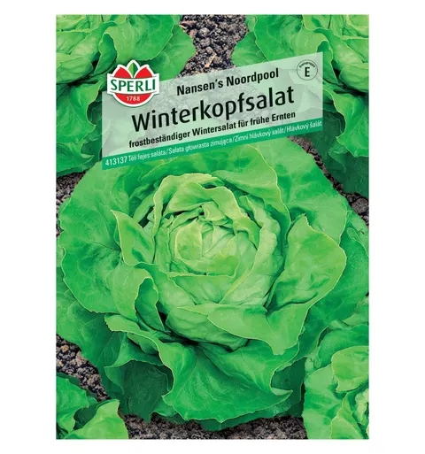 Sałata głowiasta zimująca 'Nansen's Noordpool' Nasiona PREMIUM Sperli