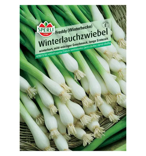 Cebula siedmiolatka 'Freddy (Winterhecke)' Nasiona PREMIUM Sperli
