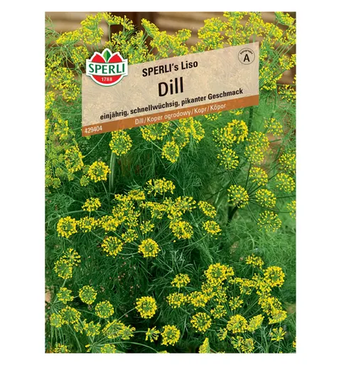 Koper ogrodowy 'SPERLI's Liso' Nasiona PREMIUM Sperli