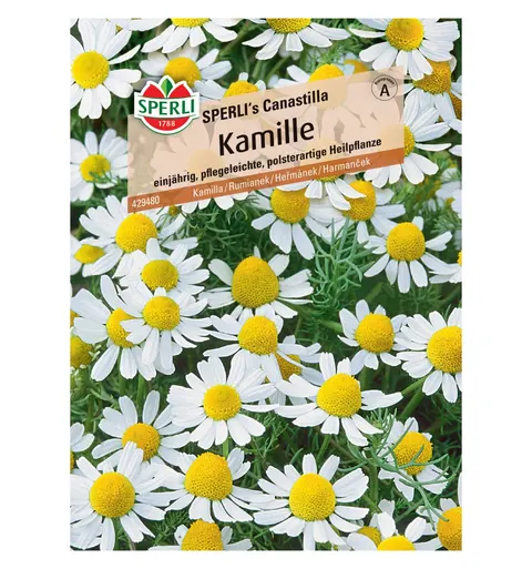 Rumianek 'SPERLI's Canastilla' Nasiona PREMIUM Sperli