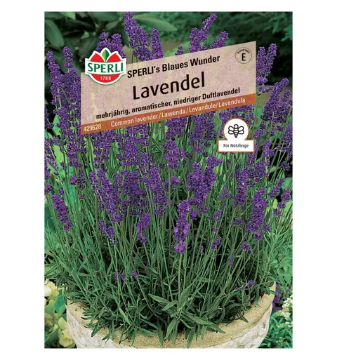 Lawenda 'SPERLI's Blaues Wunder' Nasiona PREMIUM Sperli