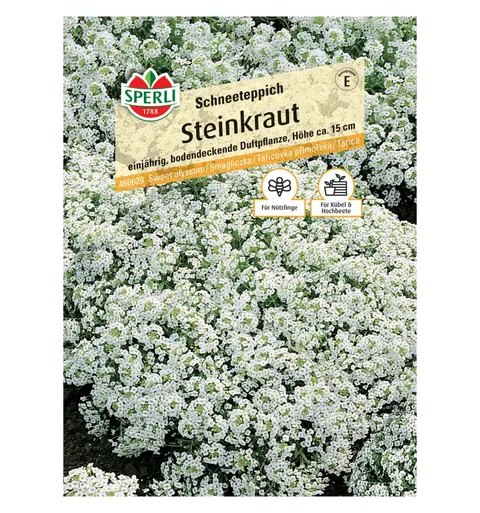 Smagliczka 'Schneeteppich' Nasiona PREMIUM Sperli