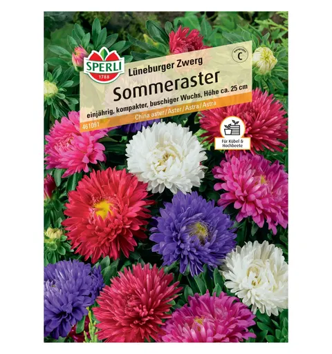 Aster 'Lüneburger Zwerg' Nasiona PREMIUM Sperli