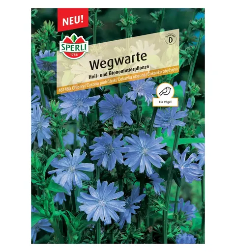 Cykoria podróżnik 'Wegwarte' Nasiona PREMIUM Sperli