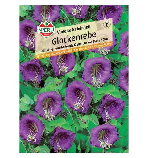 Kobea pnąca 'Violette Schönheit' Nasiona PREMIUM Sperli