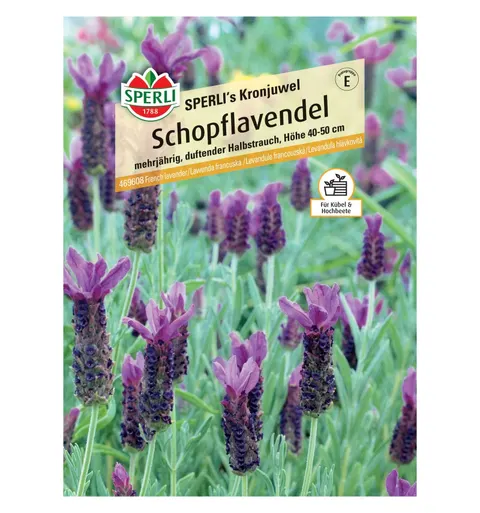 Lawenda francuska 'SPERLI's Kronjuwel' Nasiona PREMIUM Sperli