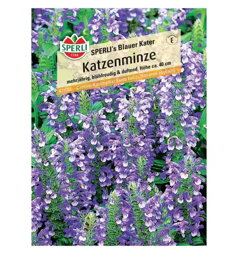 Kocimiętka 'SPERLI's Blauer Kater' Nasiona PREMIUM Sperli