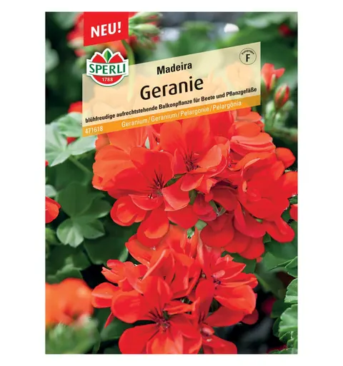 Geranium 'Madeira' Nasiona PREMIUM Sperli