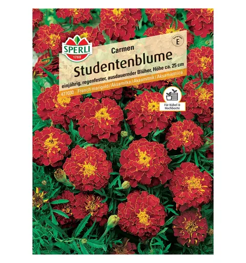 Aksamitka 'Carmen' Nasiona PREMIUM Sperli