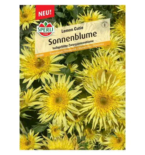 Słonecznik 'Lemon Cutie' Nasiona PREMIUM Sperli