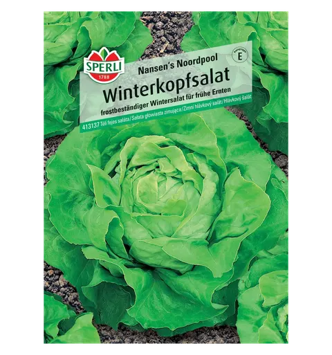 Sałata głowiasta zimująca 'Nansen's Noordpool' Nasiona Sperli