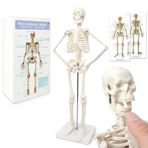 Szkielet ludzki model anatomiczny 45 cm