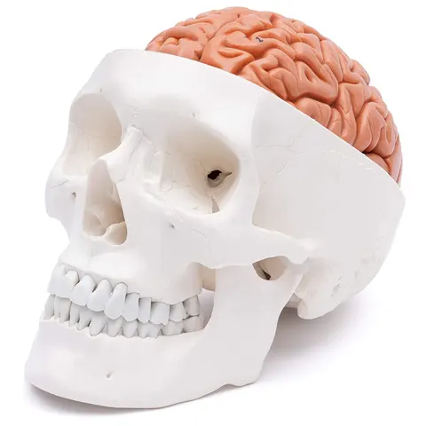 Czaszka ludzka z mózgiem model anatomiczny
