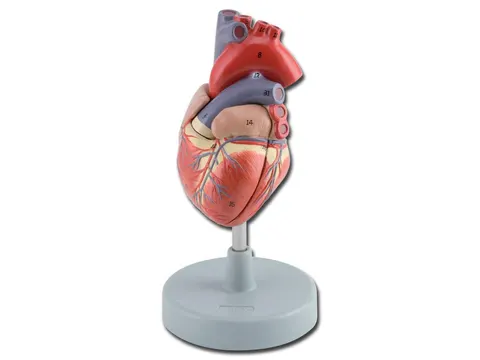 Serce człowieka model anatomiczny 2-częściowy