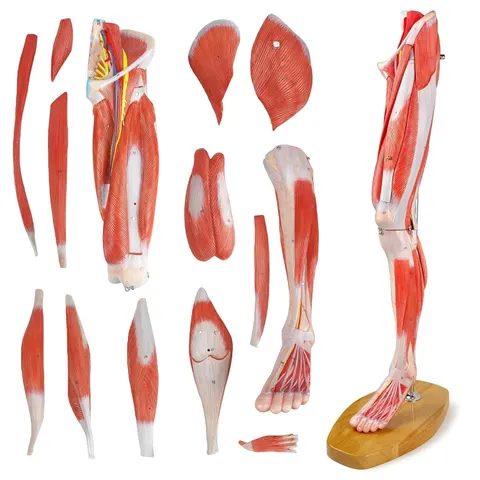 Mięśnie nogi człowieka model anatomiczny