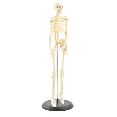 Szkielet ludzki miniaturowy na statywie