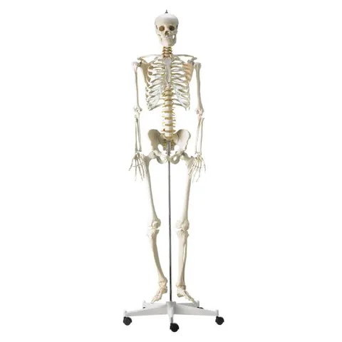 Szkielet ludzki model anatomiczny naturalnej wielkości