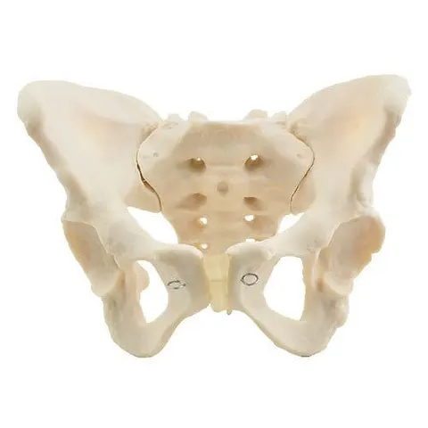 Miednica żeńska szkielet model anatomiczny