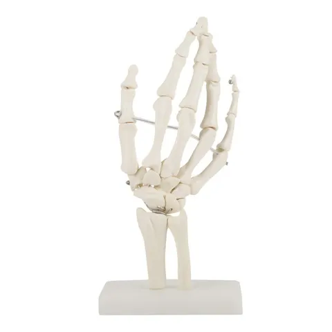 Szkielet kości dłoni ludzkiej model anatomiczny