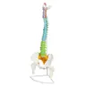 Kręgosłup człowieka z miednicą model anatomiczny szkieletowy