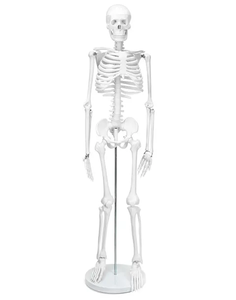 Szkielet człowieka 85 cm model anatomiczny