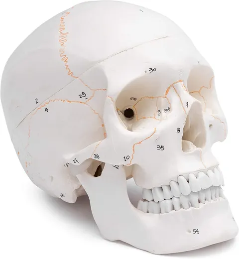 Czaszka człowieka model anatomiczny 3 częściowy