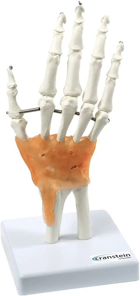 Szkielet dłoni człowieka z palcami model anatomiczny
