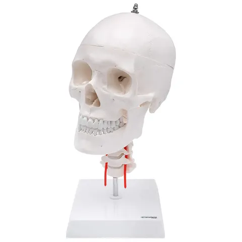 Czaszka człowieka z kręgosłupem szyjnym model anatomiczny