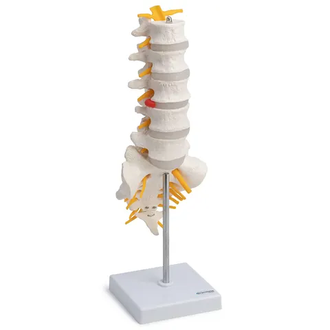 Kręgosłup lędźwiowy człowieka model anatomiczny statywowy
