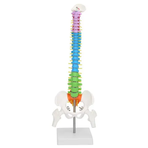 Model kręgosłupa kolorowy 45 cm