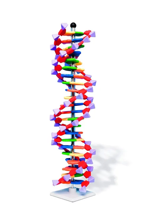 Model DNA kolorowy
