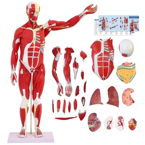 Anatomiczny model człowieka 27 części