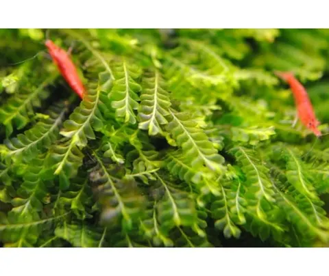 Mech plagiochilaceae sp. Cameroon moss rarytas