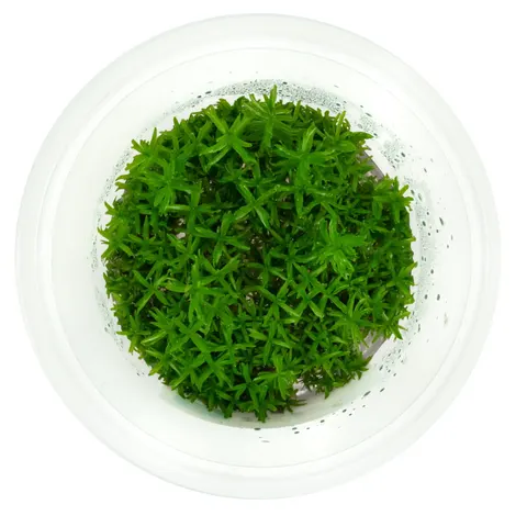 Didiplis diandra 10 cm kubek in vitro