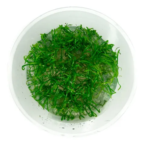 Lilaeopsis Brasilensis trawnik kubek 10 cm In Vitro