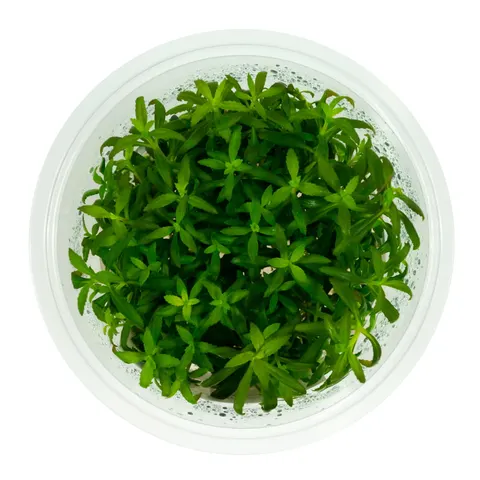 Limnophila aromatica 10 cm kubek in vitro
