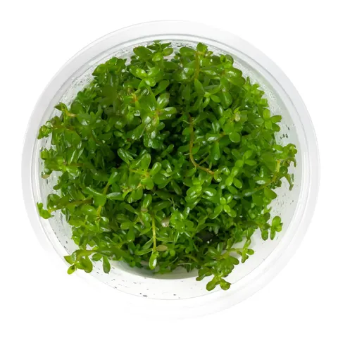 Rotala rotundifolia 10 cm kubek in vitro