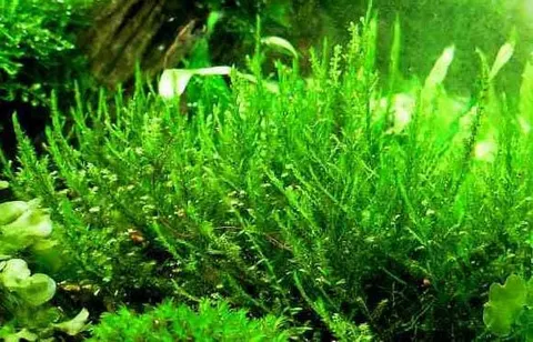 Mech creeping moss mech pełzający